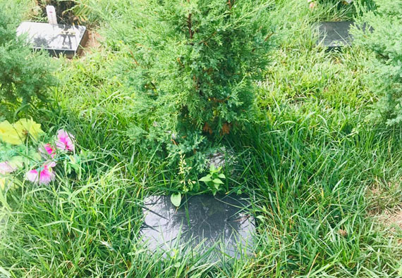 > 紫东园树葬
